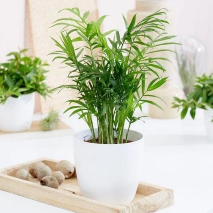 [ Tanaman indoor palem komodor/ palem bambu ]