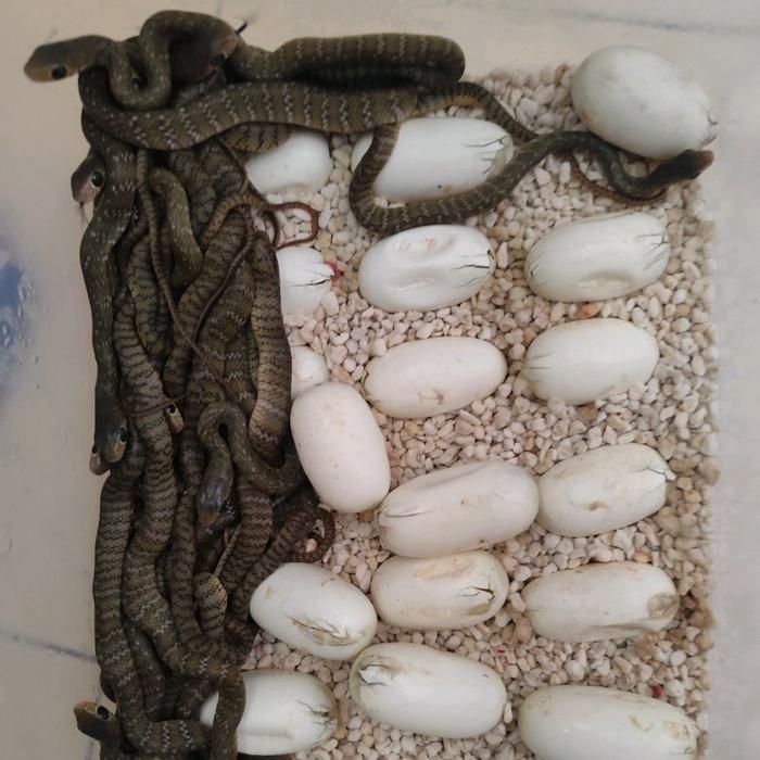 ular jali baby anakan hasil tetesan sendiri / ptyas mucosus / Colubridae