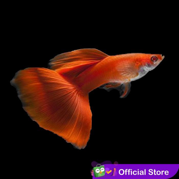 Guppy Albino Full Red ( AFR ) Mata Merah / Ikan Hias Air Tawar
