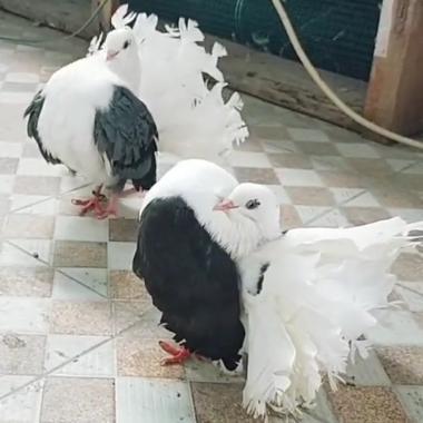 TERBARUUU burung merpati kipas american fantail pilihan