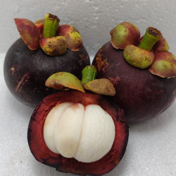 Buah manggis padang manis fresh mangosteen