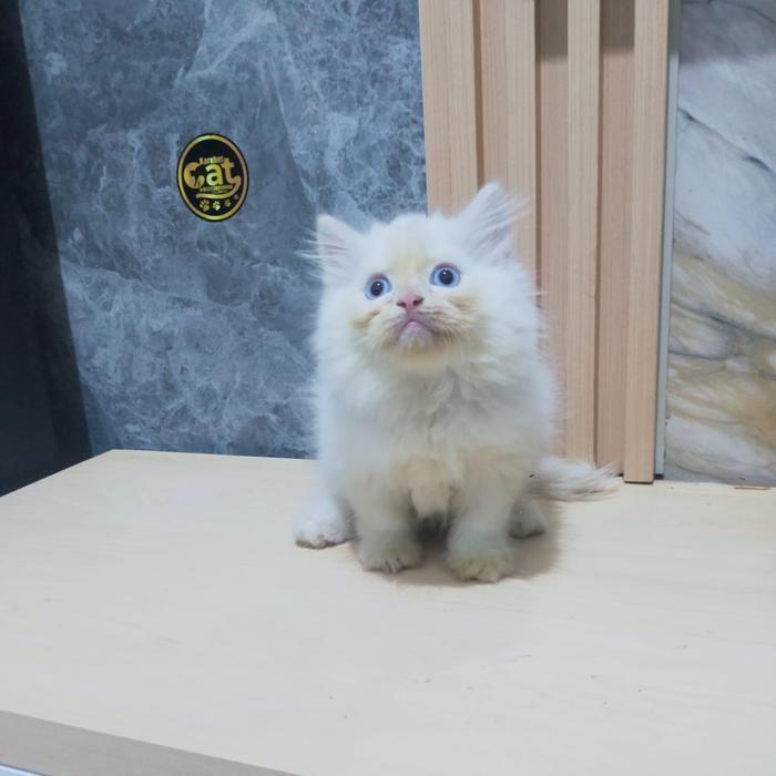 kucing persia munchkin white