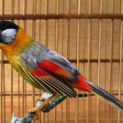 Jayus - Burung Pancawarna Aviary