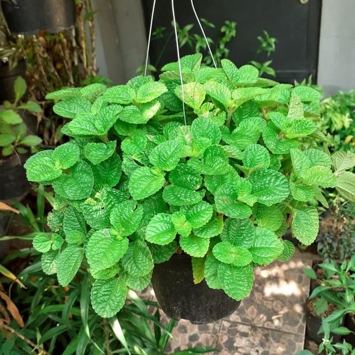 

Tanaman hias daun Mint - Creeping Charlie beserta pot gantung
