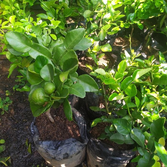 

tanaman jeruk purut (ada buah)