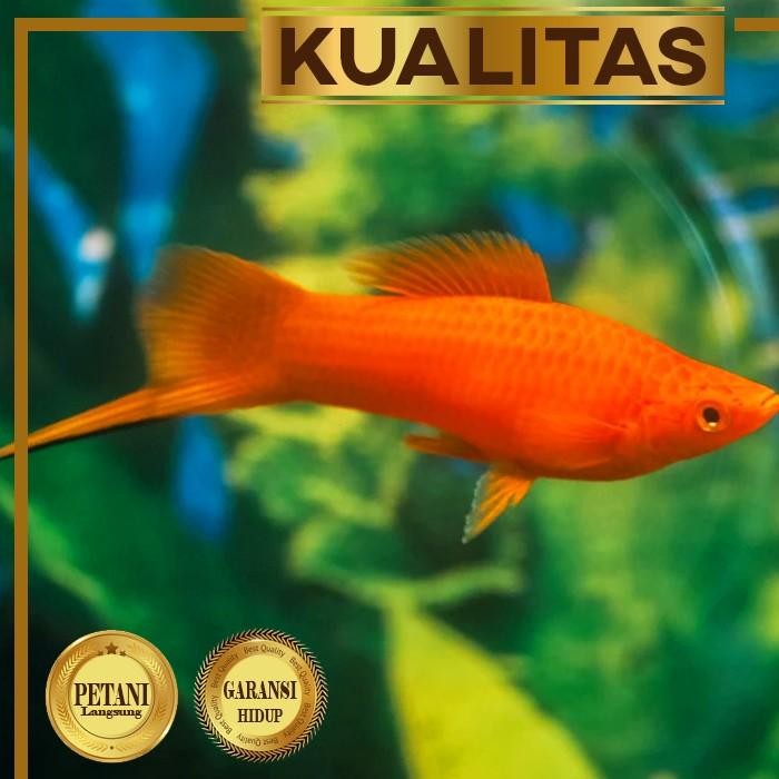 SM- Paket Koloni (isi 10) Platy Pedang Merah Ikan Hias Aquascape Hiasan Aquarium Tanaman Air