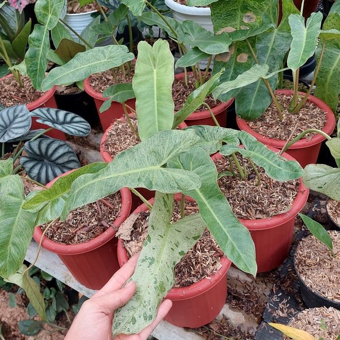 Jlterang Tanaman Hias Philodendron Paraiso Verde - Philodendron Verde