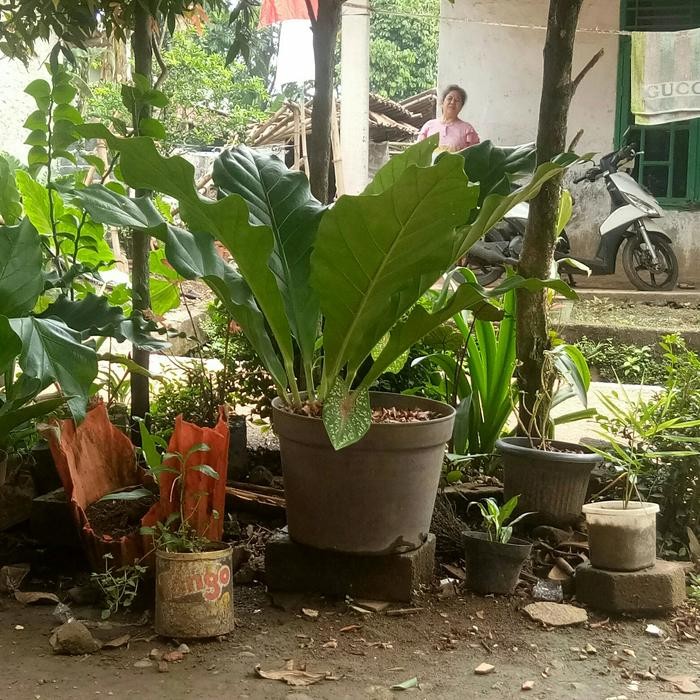 Jlterang Tanaman Hias Anthurium Hokeri Garuda Besar