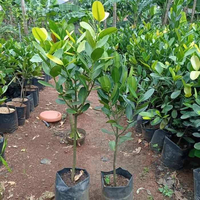 BIG SALE garcinia cambogia tanaman obat Pohon Garcinia Cambodia garcinia