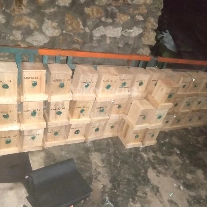 STOK TERBATAS Bibit Lebah tanpa sengat tetragonula biroi / klanceng stup vertical