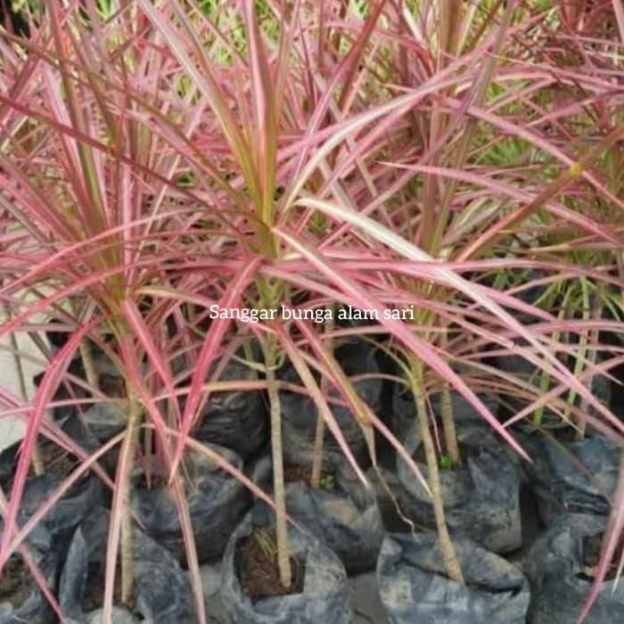 Tanaman Hias Dracena Tricolor