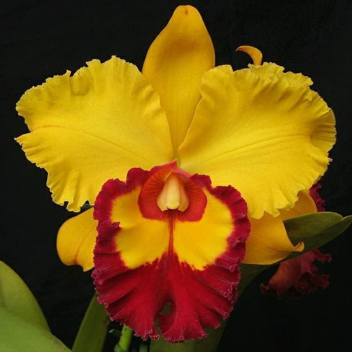 Anggrek Cattleya BLC . Yen Golden Sunset