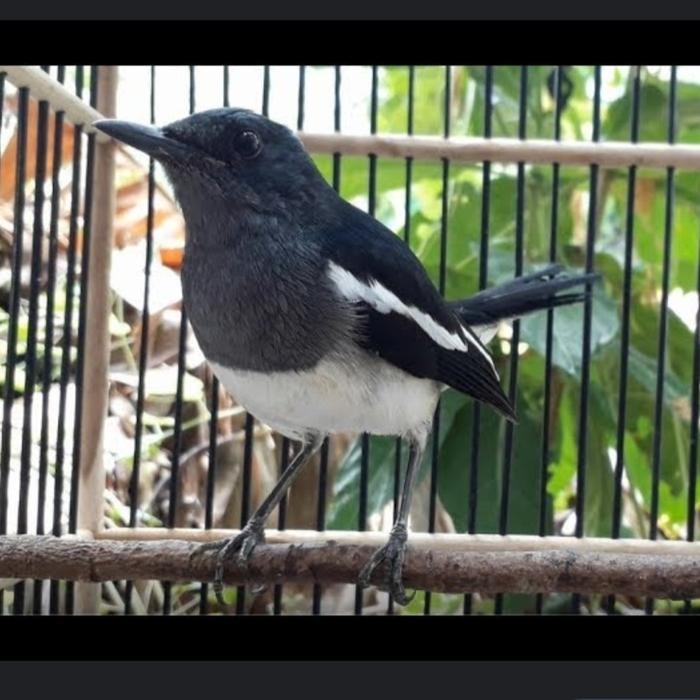 burung kacer betina vuer total siap ternak