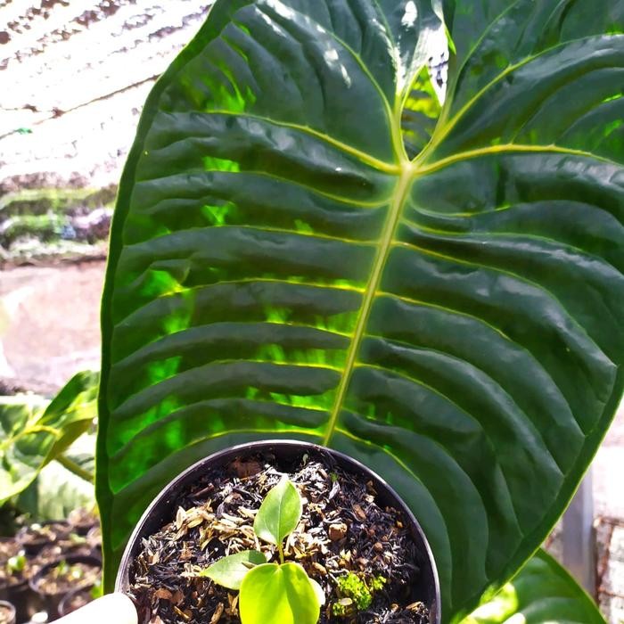 Tanaman anthurium veitchii (baby)