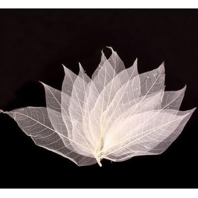 

New White Dry Leaf Skeleton - Kerangka Daun Kering Warna Putih dari Bahan Daun Asli