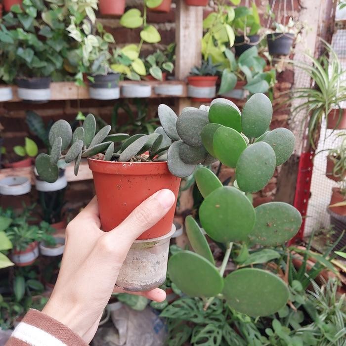 Bibit Tanaman Silver Dollar Plant Xerosicyos danguyi