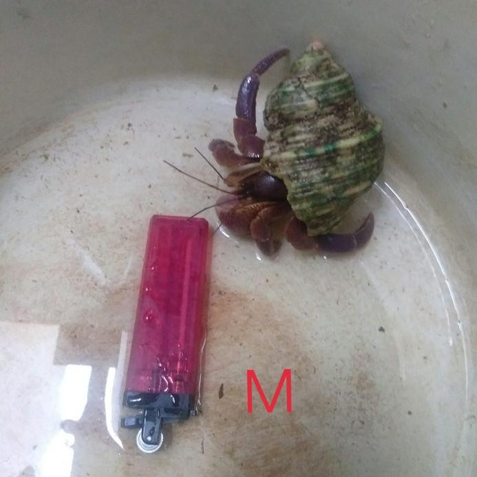 klomang brevi size M