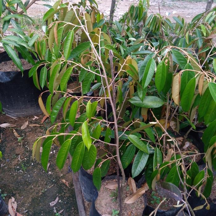 Bibit Langsat/duku Punggur dan aneka jenis buah-buah
