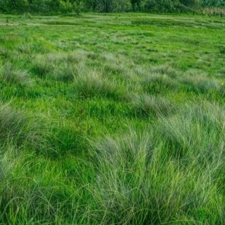 NewsBanget- Herbisida Gramoxone 276Sl 1 Liter Obat Pembasmi Gulma Rumput Liar Syngenta 1L Gramason