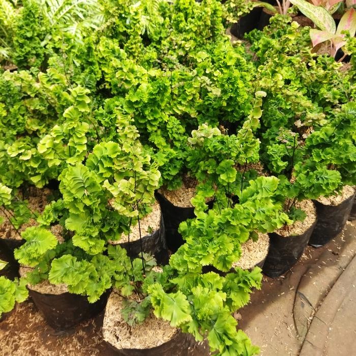 [ tanaman hias daun suplir tusuk sate - suplir tusuk sate ]