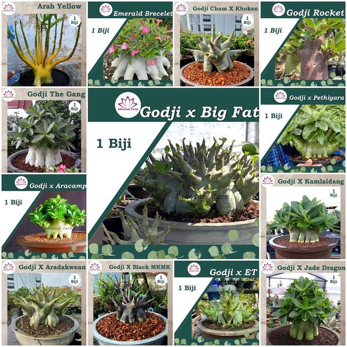 BIBIT F1 BENIH BIJI BIBIT ADENIUM ARABIKUM HIBRID GODJI NOMSOD THAISOCO SOMALEN