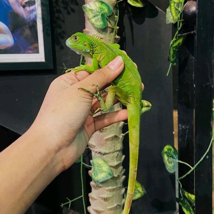 Iguana Green Baby Up 55-60Cm