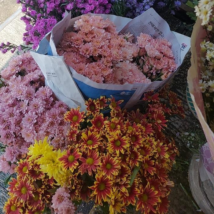 Baru Bunga Aster Ungu, Aster Putih, Aster Pink Asli