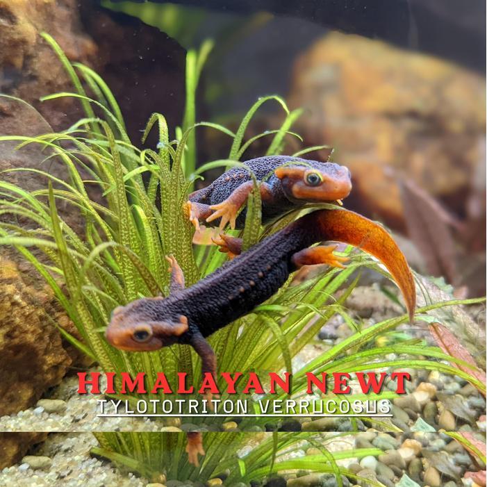 Ready Terlaris Himalayan Newt - Crocodile Newt - Tylototriton Verrucosus - Newt Salamander Promo
