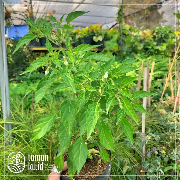 BERGARANSI Tanaman Cabe Rawit Murah Bibit Cabe Rawit Lombok