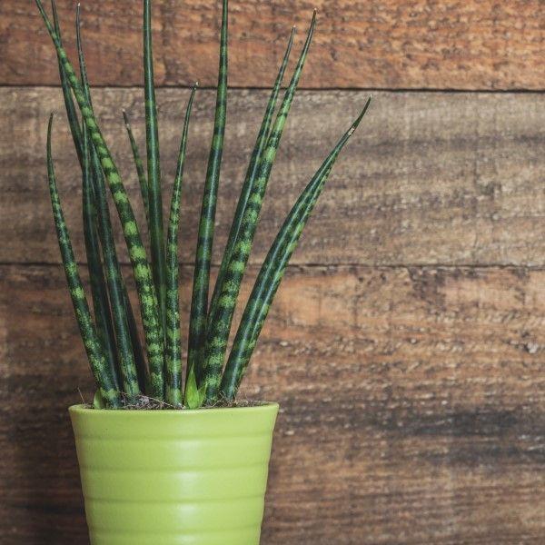 tanaman sansevieria Tombak - sansivera Tombak
