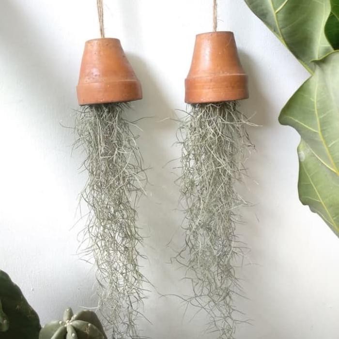 

TANAMAN HIAS SPANISH MOSS / JENGGOT MUSA