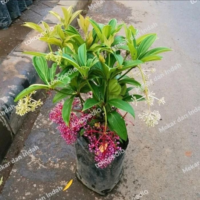 

TANAMAN HIAS BUNGA PARIJOTHO / TANAMAN HERBAL PARIJOTO RIMBUN