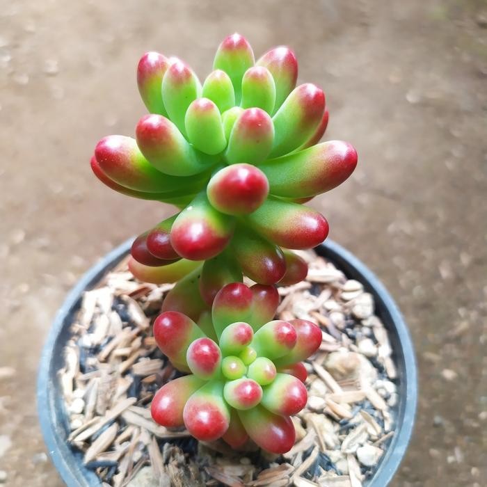 SM- pachyphyllum jelly bean import KAKTUS SUKULEN TANAMAN HIAS