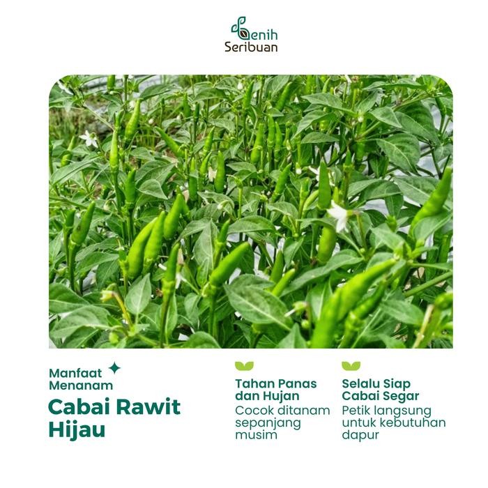 TERBAIK 35 Benih Cabai Rawit Hijau F1 Unggul Cabe - Benih Sayuran Seribuan