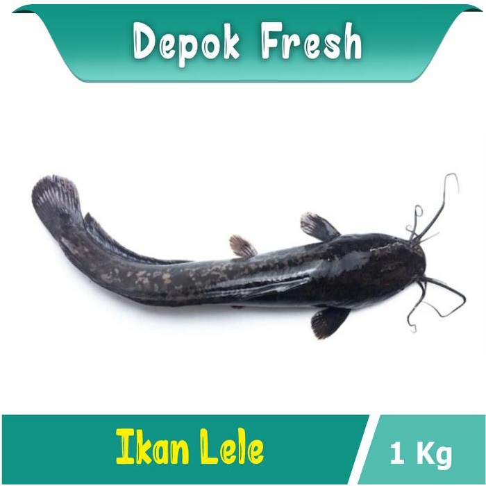 Pilihan- Ikan Lele Segar Dibersihkan Ikan Depok Fresh