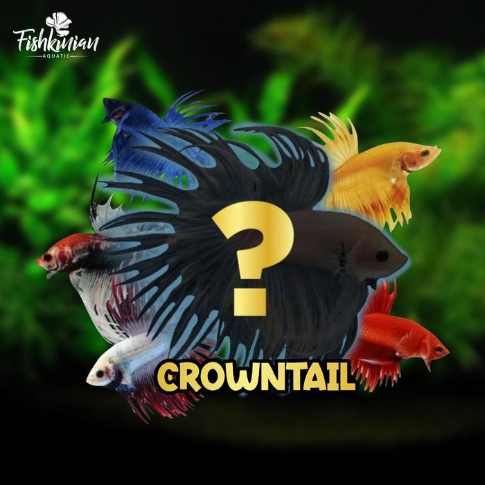 Pilihan- Ikan Cupang Crowntail Serit Ct (Good Quality)