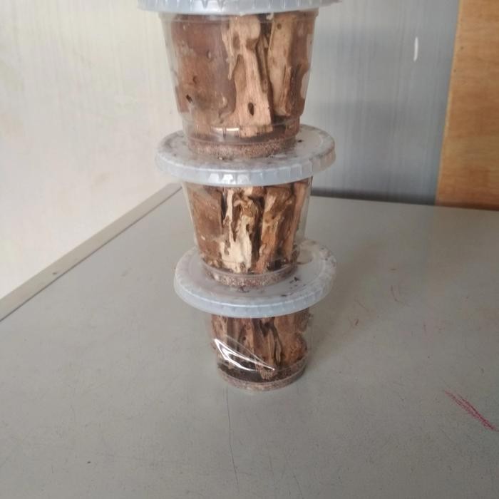 Terbaik Poa Rengas Umpan Pancing Paket 3 Cup 100% Ori