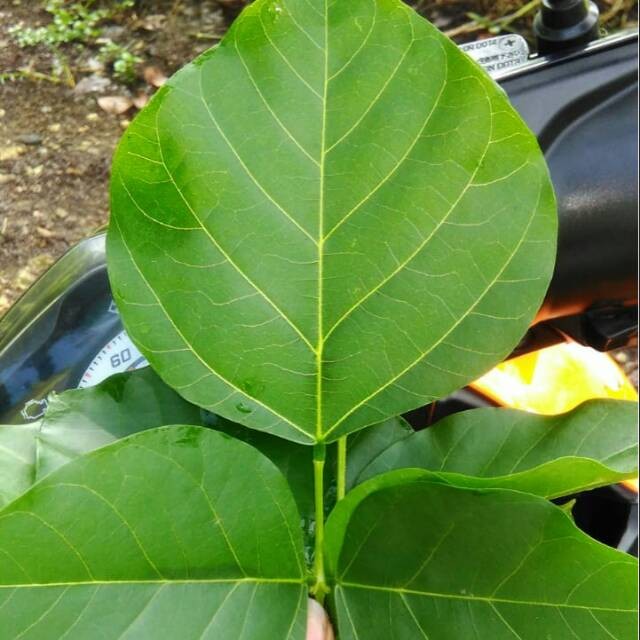 Terlaris - 50 Daun Dadap Merah Herbal Segar