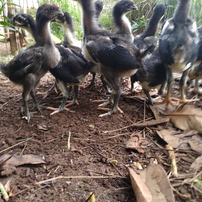 PAKET 12EKOR ANAKAN AYAM PELUNG JUMBO