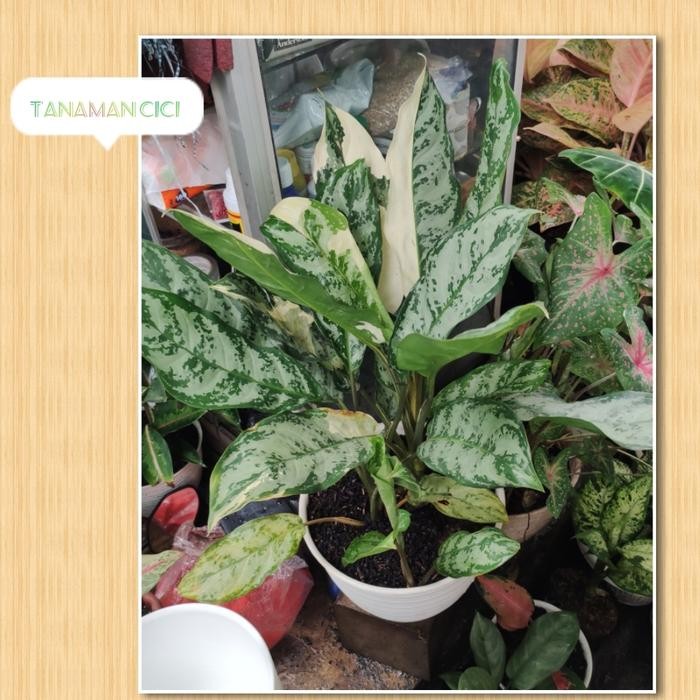 Stok Baru aglonema comutatum tanaman hias varigata on pot putih ready surabaya