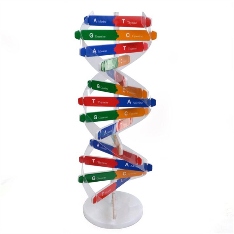 DNA Double Helix Science Popularization Teaching Models Teaching Tools Early Education Toy Human Gen
