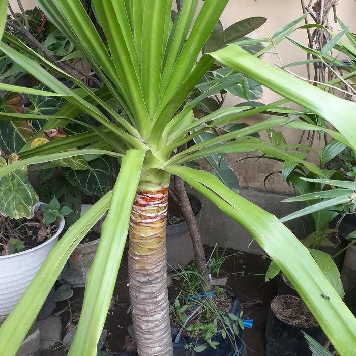Tanaman Hias Pandan Bali Tinggi 1 Meter Batang Besar