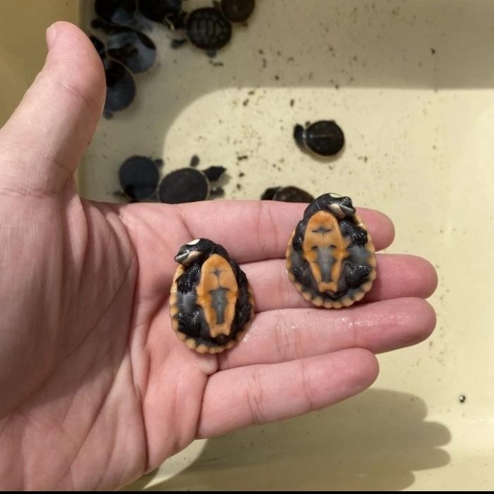 Terlaris KURA-KURA AIR DAMER - Baby Kura" Damer / Dada Merah SALE