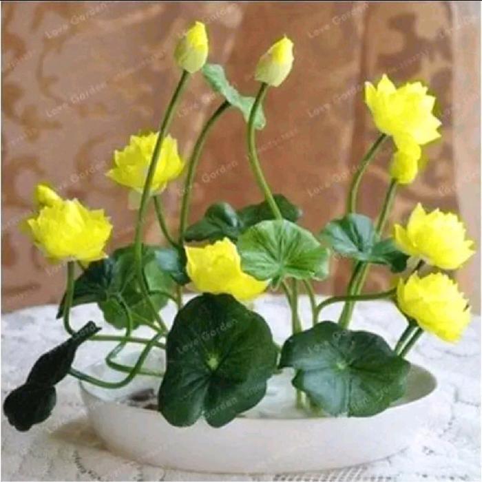 1 Biji Benih Bunga Lotus Bunga Teratai Lotus mini