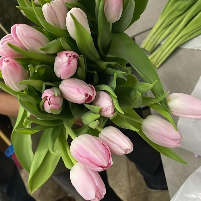 Bunga Tulip asli satu ikat / Tulip segar