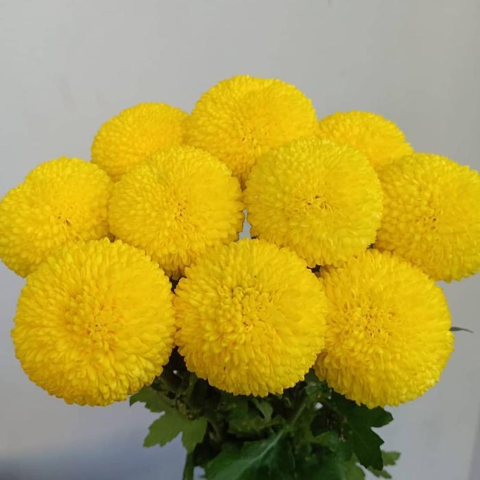 Baru Bunga Pompom Lokal / Import (Bunga Potong Segar Jakarta)