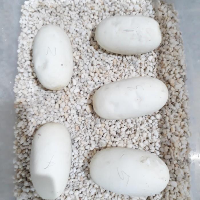 NEW Perlite, media penetasan telur, ular, gecko, import, inkubator,
