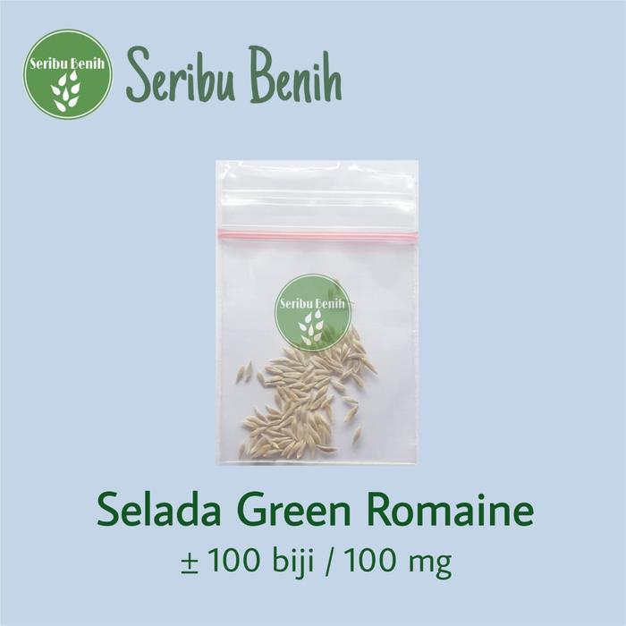 TERBARU 100 Benih Selada Green Romaine - Bibit Sayuran Lettuce Romain Hijau Letuce Known You Seed