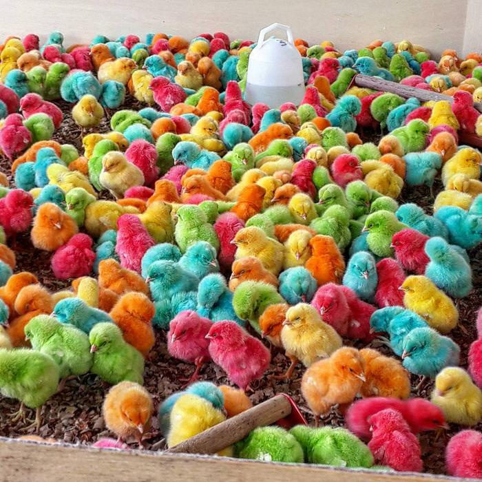 ANAK AYAM WARNA WARNI HIDUP AYAM PELANGI SUPER BELI 10 FREE 1 PROMO TERMURAH