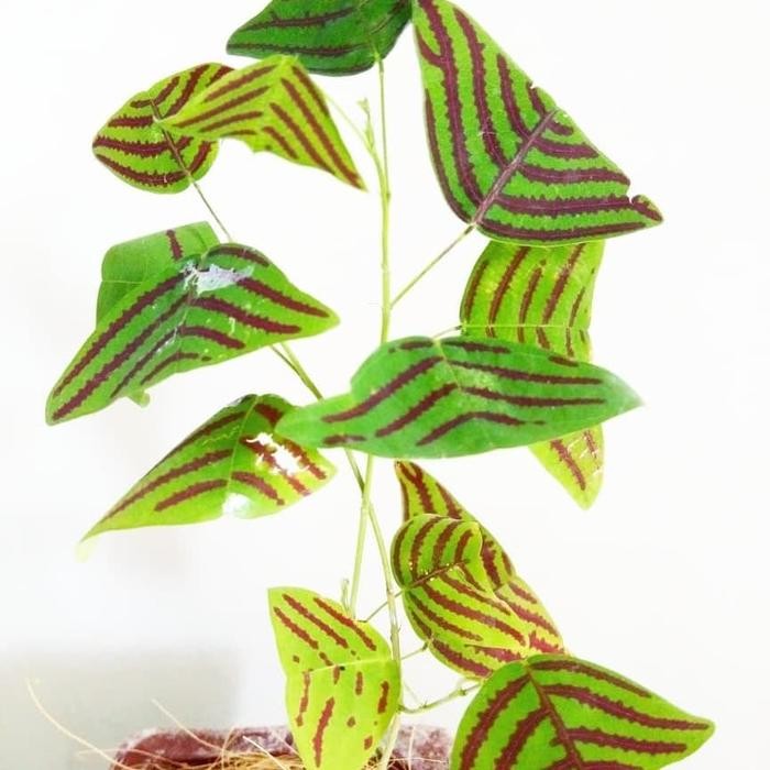 

Tanaman Hias Christia Obcordata ( Swallow Tale ) Kupu-Kupu Hijau